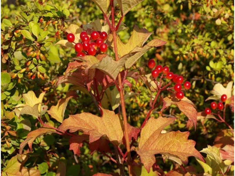 Park Harvest