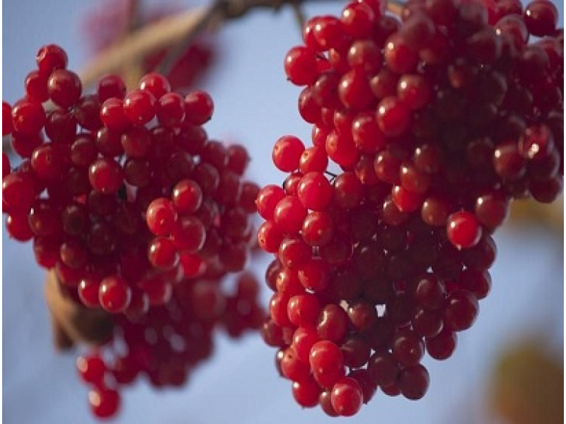 Park Harvest