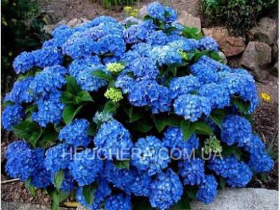 Jip Blue