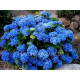 Jip Blue
