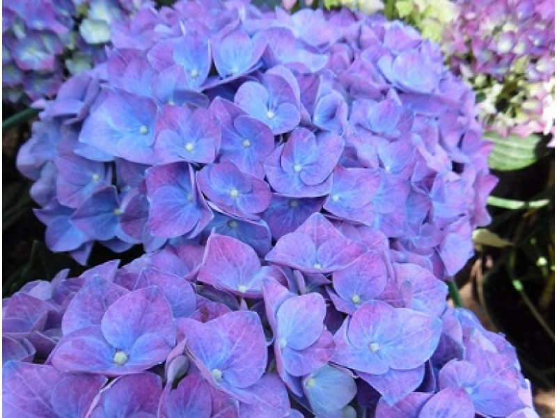 Jip Blue