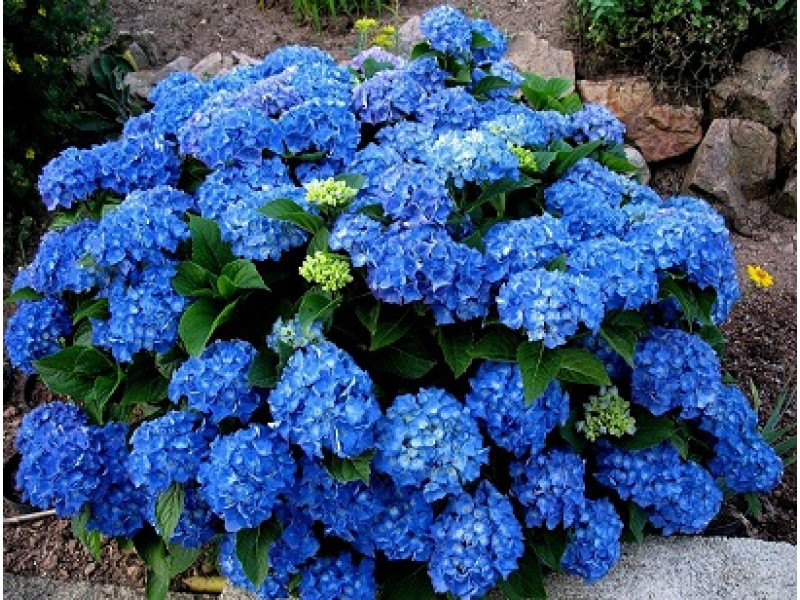 Jip Blue