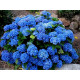 Jip Blue