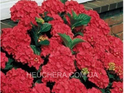 Royal Red