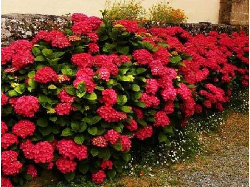 Royal Red