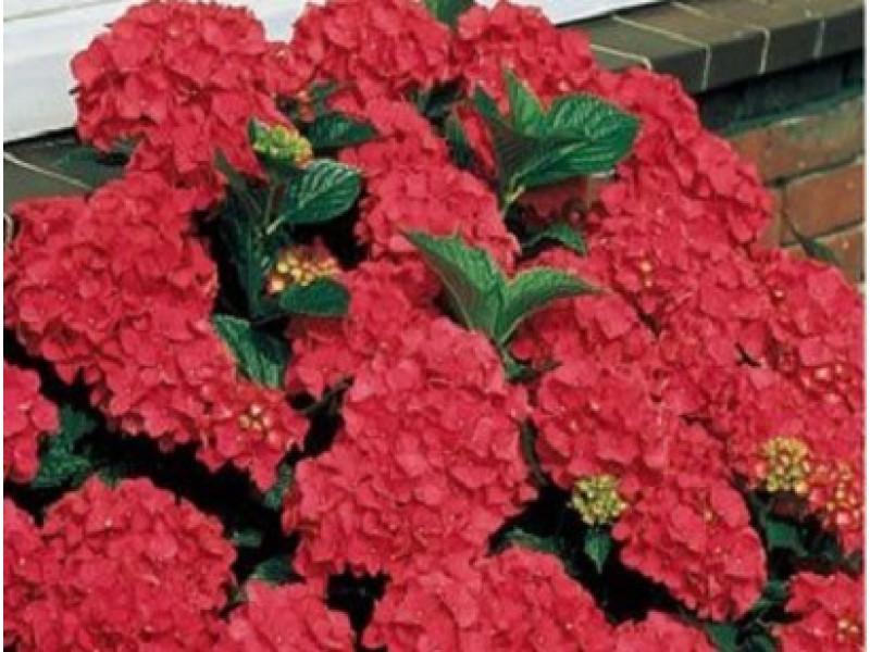Royal Red