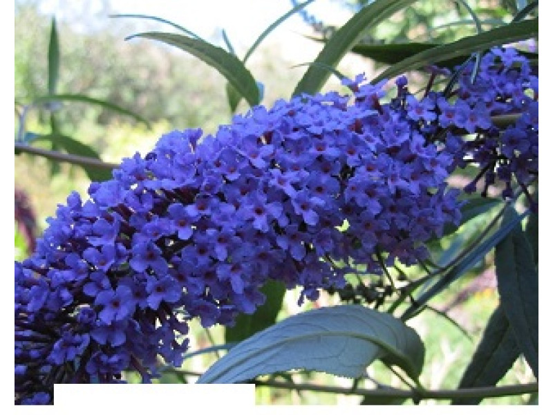 Empire Blue