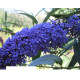 Empire Blue