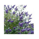 Empire Blue