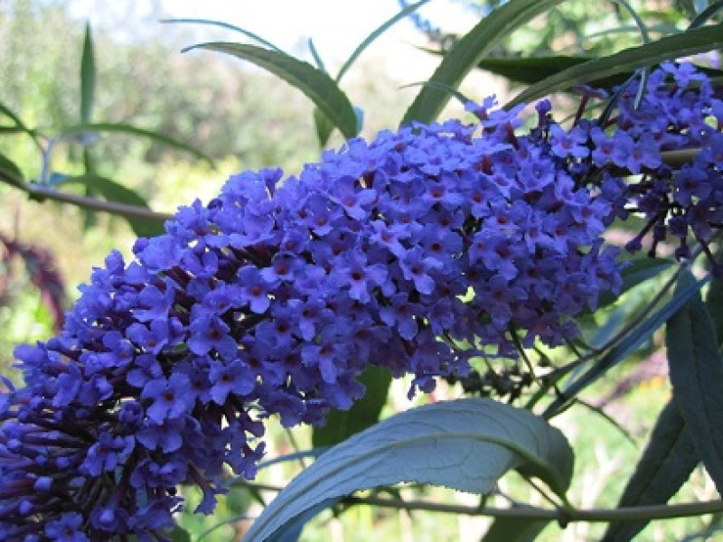 Empire Blue