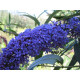 Empire Blue