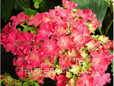 Curly Hot Pink