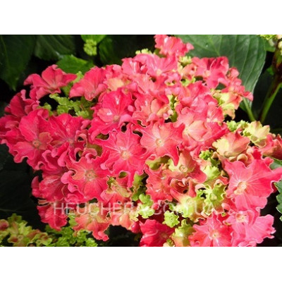 Curly Hot Pink