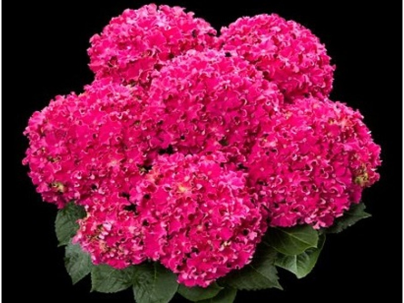 Curly Hot Pink
