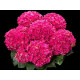 Curly Hot Pink