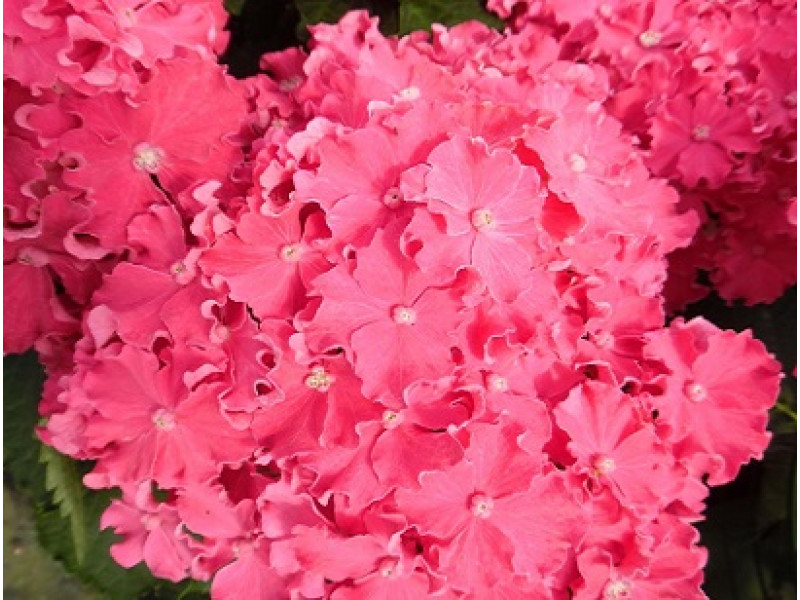 Curly Hot Pink