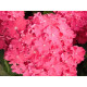 Curly Hot Pink