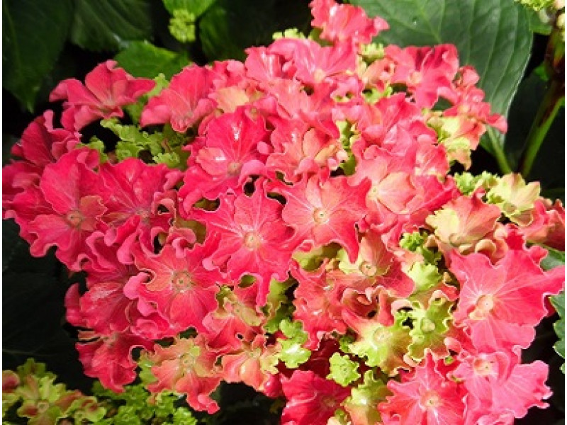 Curly Hot Pink