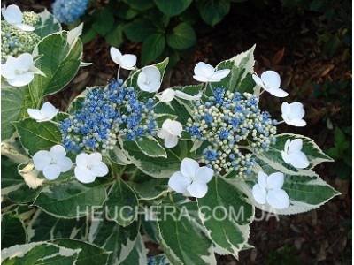 Variegata (гортензия)