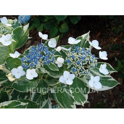 Variegata (гортензія)