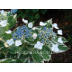 Variegata (гортензия)