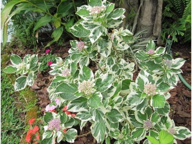 Variegata (гортензия)