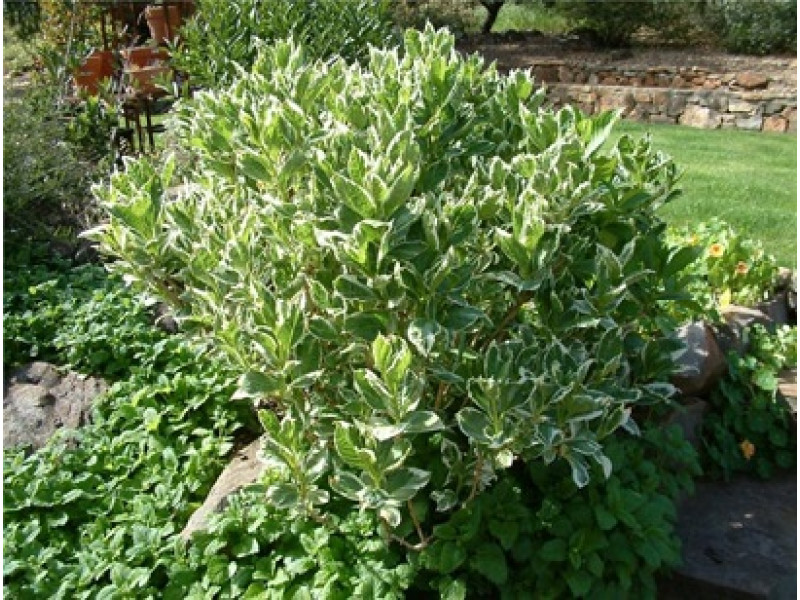 Variegata (гортензия)