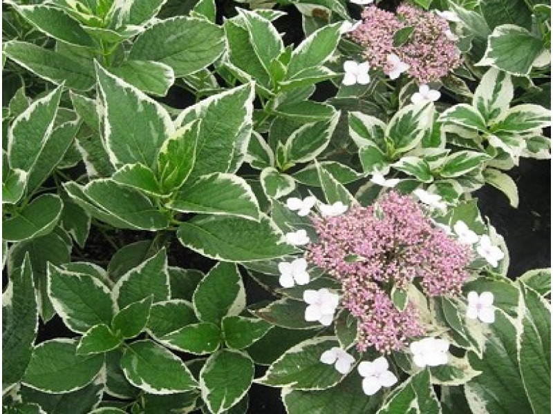 Variegata (гортензия)
