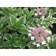 Variegata (гортензия)