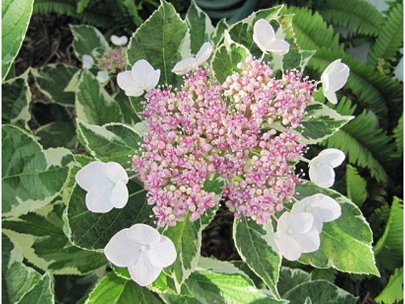 Variegata (гортензия)