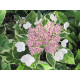 Variegata (гортензия)