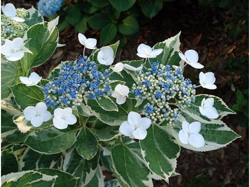 Variegata (гортензия)
