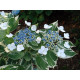 Variegata (гортензия)