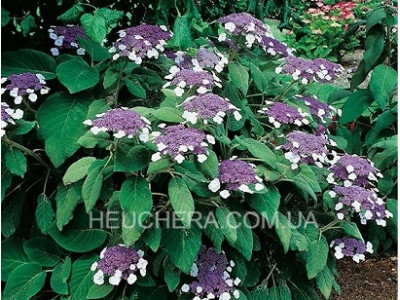 Macrophylla