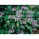 Macrophylla
