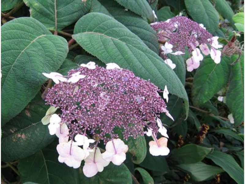 Macrophylla