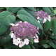 Macrophylla