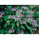 Macrophylla