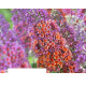 Flower Power