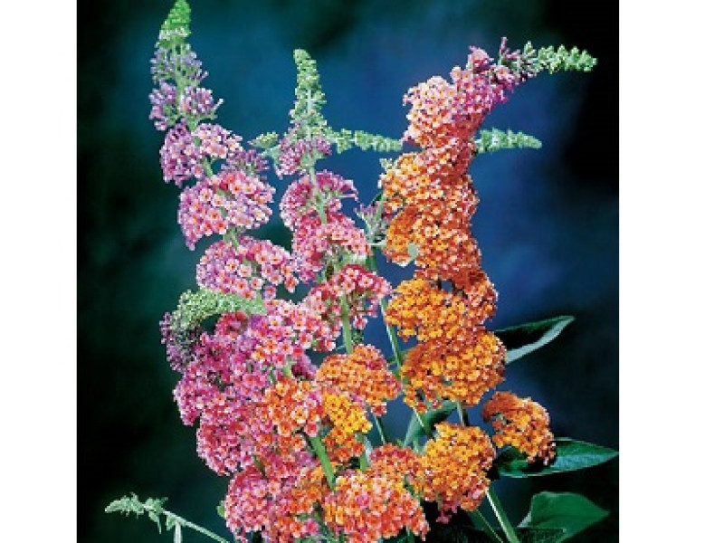 Flower Power