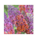 Flower Power