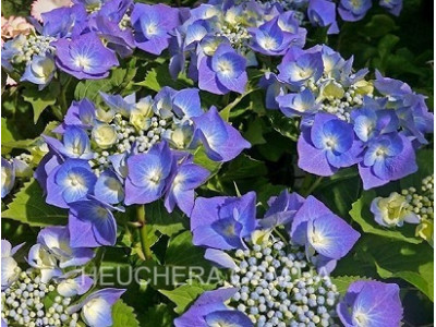 Blauer Teller