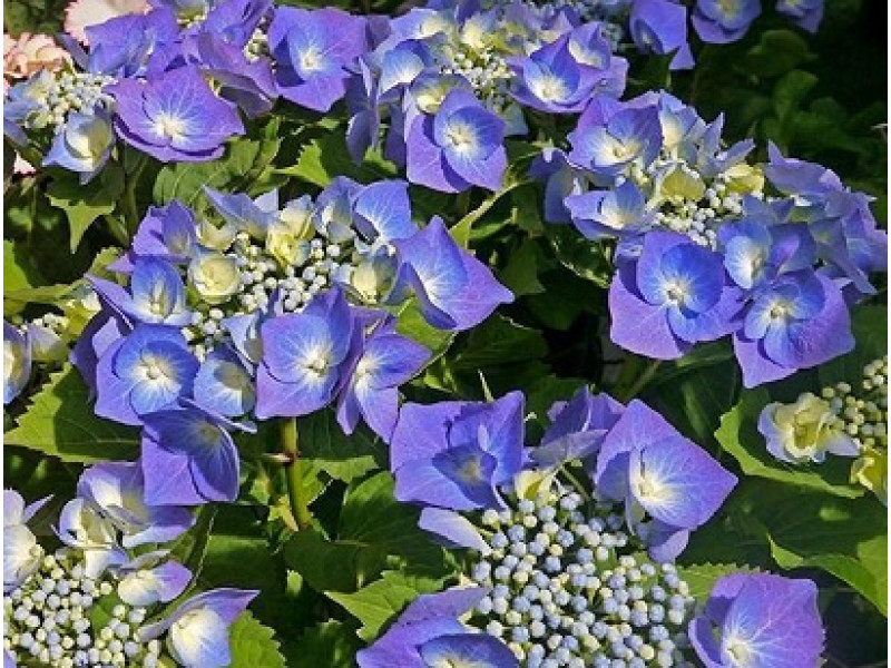 Blauer Teller