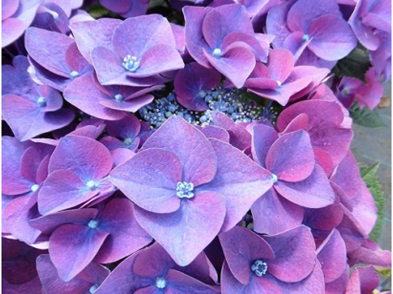Frisbee Purple