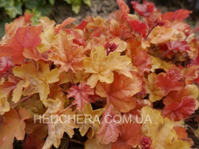 Happy Autumn