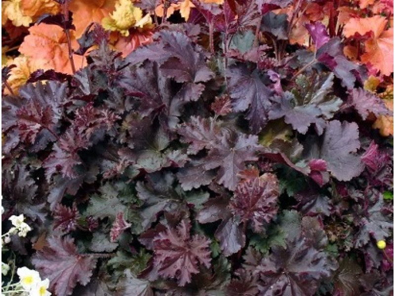Purple Petticoats