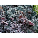 Purple Petticoats