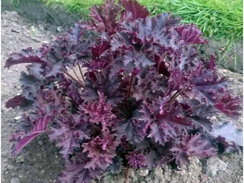 Purple Petticoats
