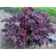 Purple Petticoats