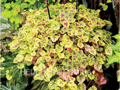 Gold Cascade